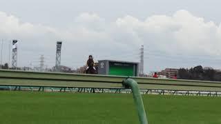 東風ステークステオドール返し馬