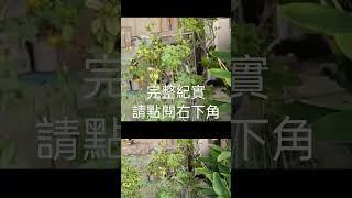 揭開黑金土的秘密：讓豐收無限！簡單易行的堆肥法