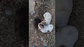 Beautiful Stray puppies sleeping in winters strong winds | Mountain Village | Nature Buddies #animal