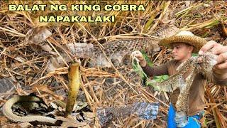 SINALUBONG KAMI NI UTOL NG NAPAKALAKING BALAT NG  KING COBRA SA GUBAT