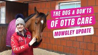 OTTB TRANSFORMATION| The Dos & Don'ts of OTTB Care | Part 1