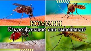 Функция комара Для чего они нужны