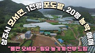 [매물24-20] (급매) 상주시 모서면 저렴한 캠벨과 샤인 포도밭 매매(농기계 무료 드림) #상주부동산 #상주토지 #상주시 #김천부동산 #보은부동산