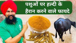 पशुओं के 100 रोगों की एक दवा हल्दी | Benifits of Haldi/Turmeric in Dairy Farming Hindi