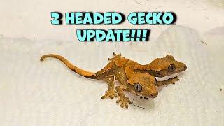 Tater and Tot Update (2 Headed Gecko)