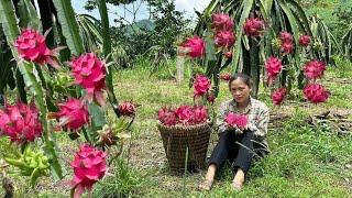 Harvesting dragon fruit, single mother tries to earn money to send her daughter to school