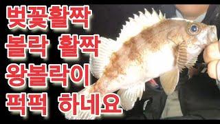 남해볼락낚시(벚꽃활짝피니 왕볼락이 출몰하네요)볼락회