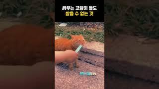 싸우는 고양이 들도 참을 수 없는 것