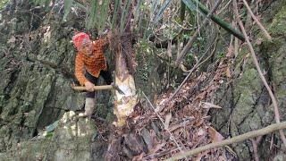 Harvesting the Garden of Yams on the banks of the Stream and the Garden of Luffa Running for sale