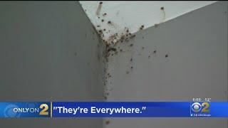 'They're Everywhere': Woman Says Landlord Won't Fix Bed Bug Problem