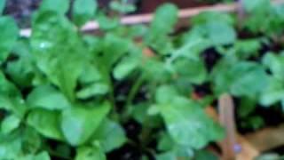 Harvesting Arugula