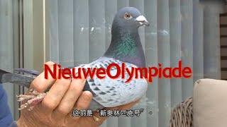 Pigeon 7:Nieu Olympiade