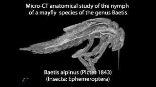 Micro-CT study of the anatomy of the nymph of the mayfly Baetis alpinus.wmv