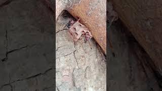 This is a small bird family building a house. #funny #viral #official #cute #cambodia