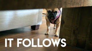 IT FOLLOWS (MY FRENCH BULLDOG)