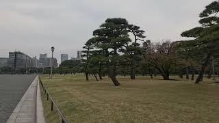 Walking in Japan: Sakura Views at Tokyo's Imperial Palace   Johnny JAM