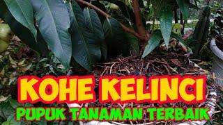 MANFAAT KOTORAN KELINCI BAGI TANAMAN DI KANDANG #feedbreedbunny || rabbit manure