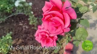 December Rose Garden View/ Gardening with Knowledge Hub 2020