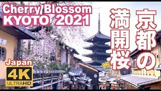 4K Japan Kyoto Cherry Blossom（sakura) 2021 京都の桜 満開 花見 京都観光 旅行 案内 清水寺 嵐山 醍醐寺 二条城  鴨川 東山 背割堤 木屋町 日本の桜