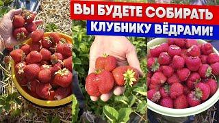 Вы будете собирать клубнику вёдрами!