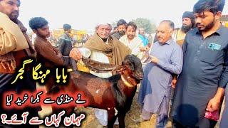 Baba Mehnga Gujjar Ny Sahiwal Mandi Sy Bakra Khreed Lia-28 December 2024