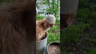 Нашел старую мыльницу, теперь у меня кот в супергеройском шлеме) #Shorts #приколы #коты