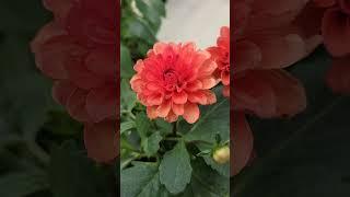 10종의 다알리아, 정원을 갖고 싶다! 다알리아 Dahlia