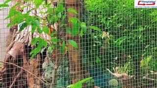 Aviary ngoài trời của một nghệ nhân nuôi 60 loài chim cực đẹp.