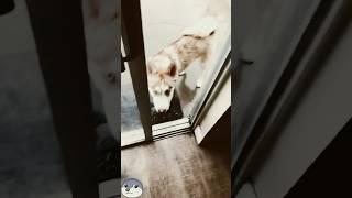 Dogs are afraid of thunder #dog #pets #funnyvideo #funny #cutedog