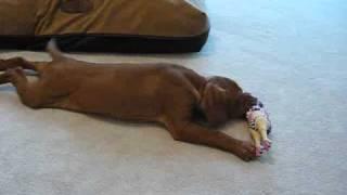Vizsla Chicken Dance