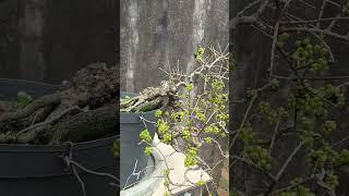 Ngắm trái sam núi nghen quý vị