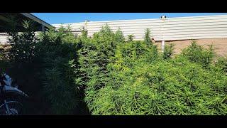 Blue Dream, Maui, Skunk #1 It's Grow Time at Rando's Little Back Yard Grow