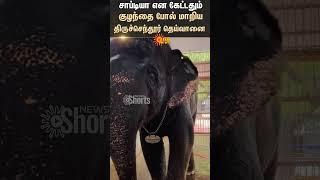 Tiruchendur Temple | Elephant - Deivanai | Childish | Wild Animal | Sun News