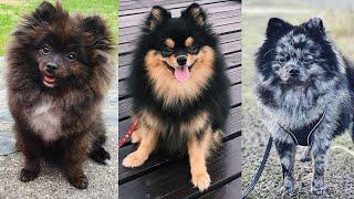Pomerinian Colors : Complete List of all Recognized Coat Colors