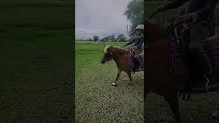 Now this is pure happiness!️ #horse #horseplay #learningfromexperience #equestrian #pony