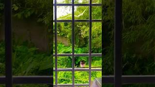 Every window tells a story...#windows  #nature #beauty #birds #mywindow #dreamer #green