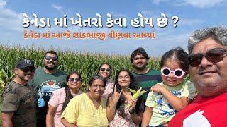 કેનેડા માં ખેતરો કેવા હોય છે ? | FARM IN CANADA | કેનેડા માં આજે શાકભાજી વીણવા આવ્યાં | ભાગ - 1