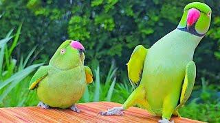 Green Parrot Talking Sounds / Voices