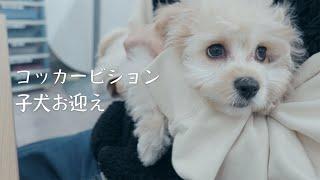 アメリカンコッカースパニエル×ビションフリーゼのミックス犬をお迎えしました