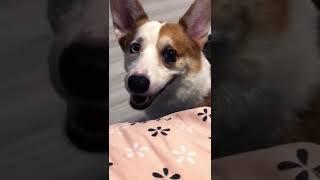 What are u doing?! || コーギー - Corgi -哥基 『Pudding』- hahahaaaa!!