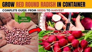 Growing Radishes in Container from Seeds to Harvest