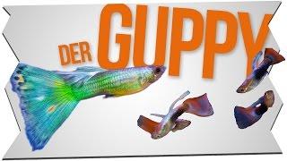 DER GUPPY - HALTUNG, TIPPS, PFLEGE und MEHR! | GarnelenTv