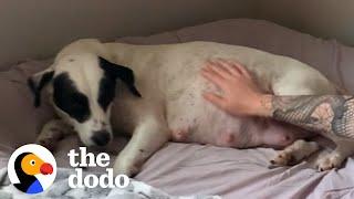 Mama Rescue Dog Gives Birth To SO Many Puppies | The Dodo