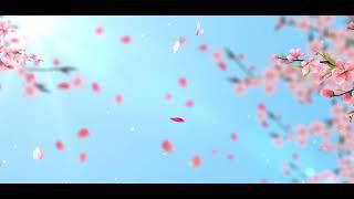 Simple wedding peach blossom Falling flower background video