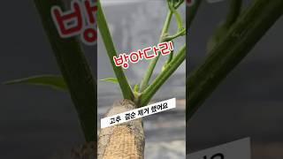 고추 곁순 제거는 이렇게