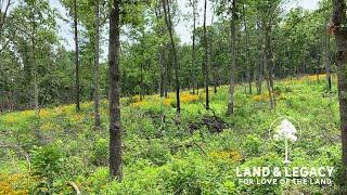 Providing Food and Cover for Whitetails - Timber Management