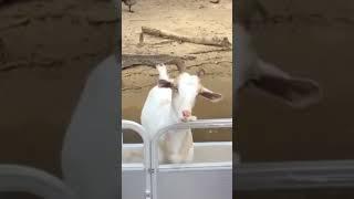 There’s a #goat on my #boat!