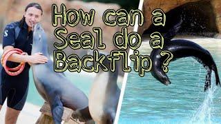 Can Seal do a Backflip have a look|The Seal Show