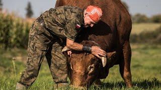 What bulls are really like? Here's how to tie a big bull in the pasture