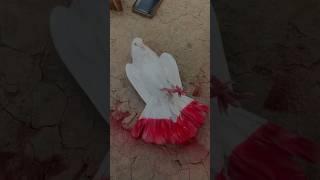 Kabutar ko colour kaise kare #shortvideo #pigeon #birdslover #animallover #birds #kabutar #viral